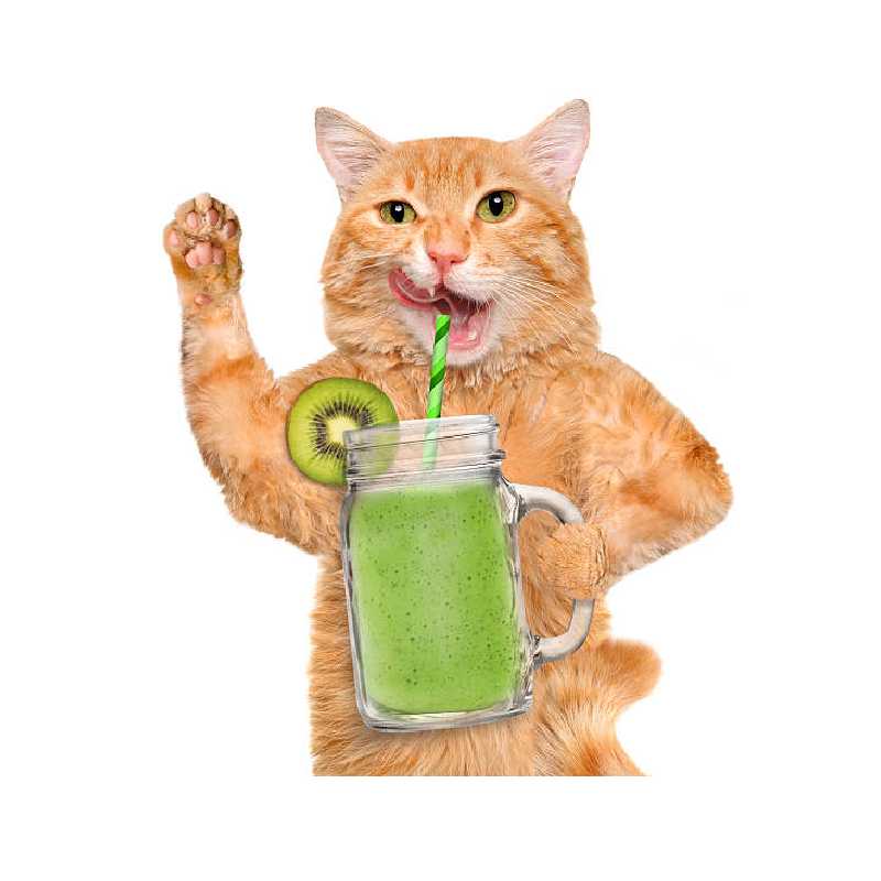 Kedi Vitaminleri ve Ek Besinleri