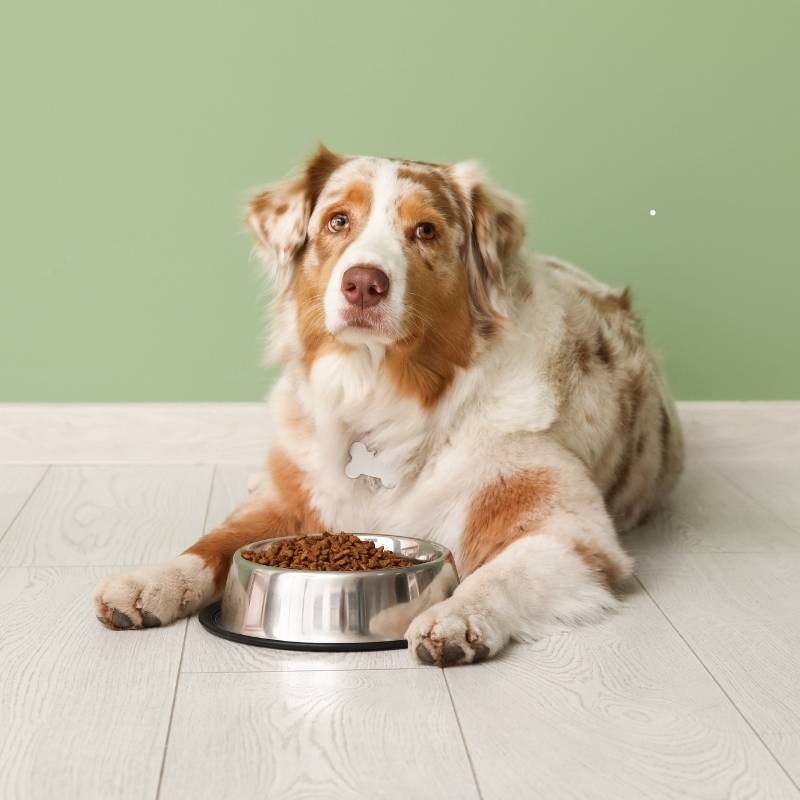 Yetişkin Köpek Mamaları