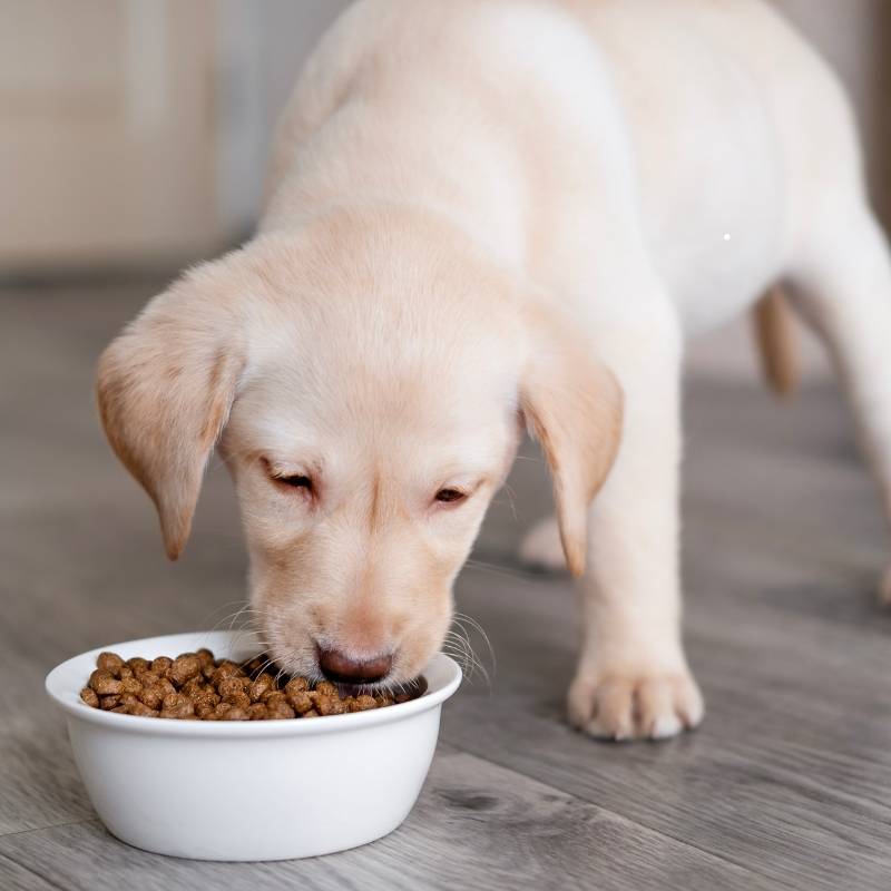 Yavru Köpek Mamaları